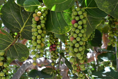 Coccoloba uvifera